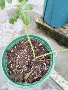 月季出芽慢又少怎么办 月季生长缓慢怎么解决？