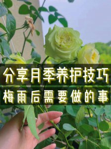 日常生活中如何养好月季 如何养好月季
月季养护小贴士