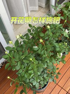 月季开花少怎么办 月季花少开怎么办？