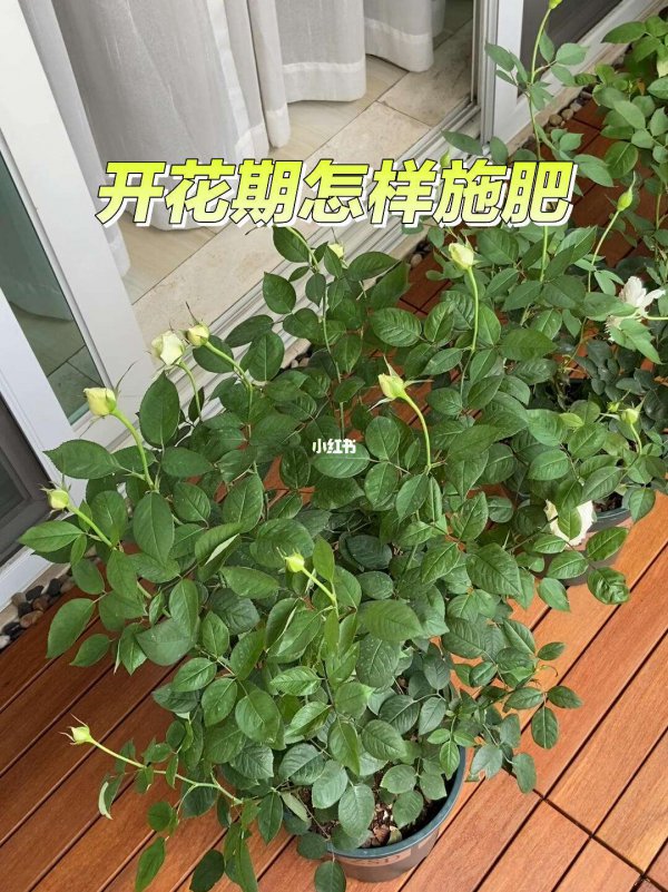 月季开花少怎么办  如何正确施肥