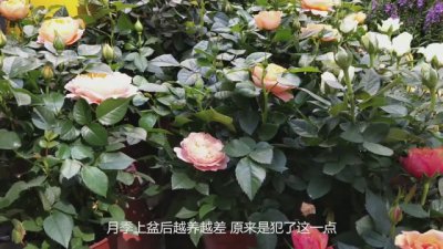 月季养护过程中容易犯哪些错误 养护月季时易犯的错误