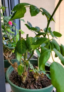 月季养了很久还不开花怎么解决 月季长时间不开花怎么办？
