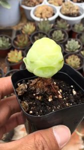 鸡蛋壳怎么养月季枝干粗壮 用鸡蛋壳肥料如何增加月季枝干粗壮