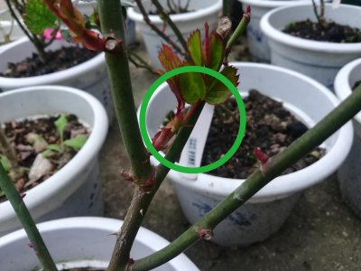 瓜子壳怎么用来养护月季花芽猛窜 如何利用瓜子壳促进月季花芽生长