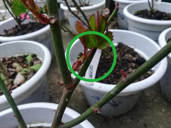 瓜子壳怎么用来养护月季花芽猛窜