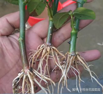 怎样养好月季的根 如何正确养护月季的根部