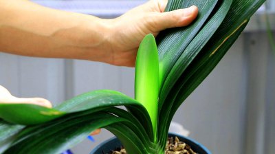 啤酒如何养君子兰、月季叶片青翠 用啤酒养兰月季叶片翠