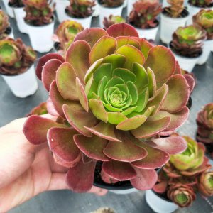 香蕉皮如何养月季花开满枝 用香蕉皮护理月季绽放满枝花海