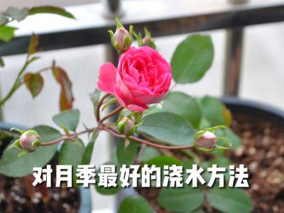 豆渣如何养月季 利用豆渣肥料来护理月季花