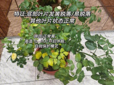 月季、栀子黄叶是什么原因造成的 月季、栀子黄叶成因分析