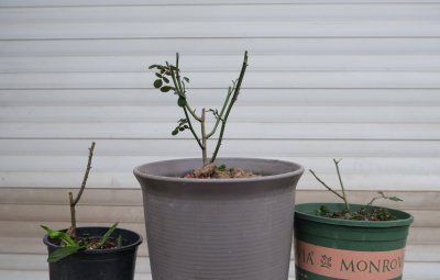月季怎么养护开花多 如何让月季开花更多？