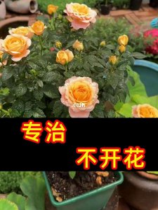 月季不开花是什么原因 为什么月季不开花？