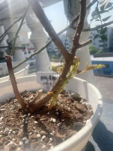月季如何越冬 有哪些小技巧