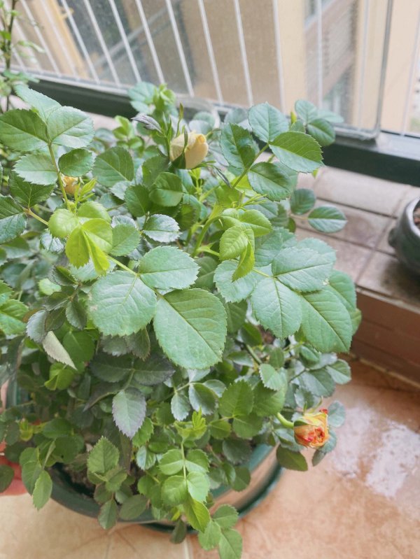 月季如何养护花苞狂冒