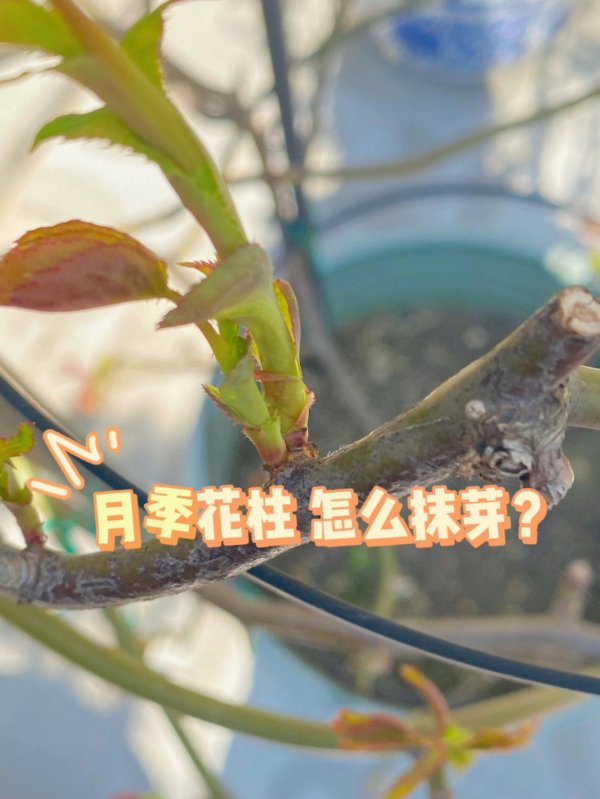 月季如何抹芽少长盲枝且花苞多又大