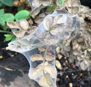 月季如何防治红蜘蛛 如何有效防治月季红蜘蛛？