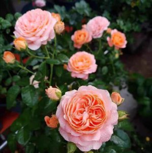 夏季如何养月季开花多 夏季如何让月季开花更多