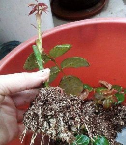 月季怎么养护新芽新叶长了一大盆 月季新芽新叶长势旺盛如何科学养护？