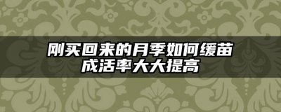 刚买回来的月季如何缓苗成活率大大提高