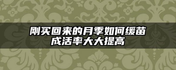 刚买回来的月季如何缓苗成活率大大提高
