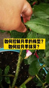 春季应该如何给月季抹芽 如何为月季施肥以促进春季生长