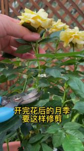 月季叶子全掉光如何养护枝繁叶茂 月季叶片脱落后如何促使树枝茂盛生长