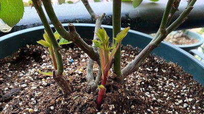 夏季月季长新芽如何追肥更安全 夏季月季新梢追肥小技巧