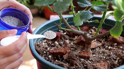 月季如何养护避免僵芽 如何避免月季产生僵芽