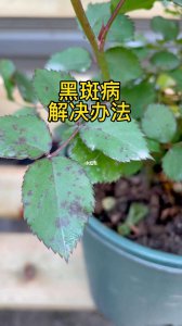 地栽藤本月季得了黑斑如何管理 地栽藤本月季黑斑病害防治措施
