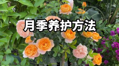 夏季如何养护月季越夏安全 夏季月季越夏养护技巧