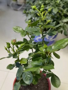 月季开花开的小怎么办 月季开花不茂怎么办？
