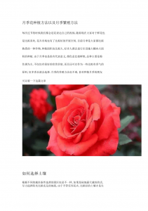 如何养护月季才能开花娇艳 如何保养月季以促使花朵绽放艳丽