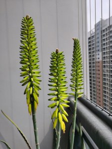 会花吗？ 芦荟会不会开花