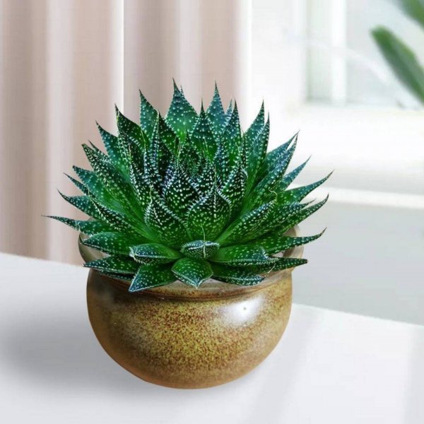 芦荟风水大忌