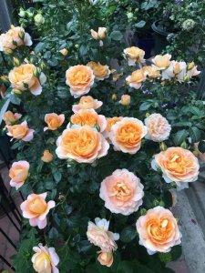 月季花苞为什么会在夏季变色 为何夏季月季花蕾会转变颜色？