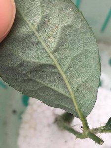 月季感染红蜘蛛、蓟马以后会有哪些症状