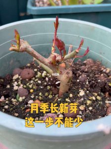 月季冬天长出新芽怎么处理 冬季月季开新芽如何处理？
