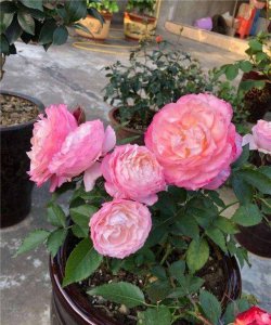 月季花春天如何养护开花旺