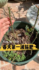 如何用牛粪养护月季开花多 如何利用牛粪来促进月季多开花