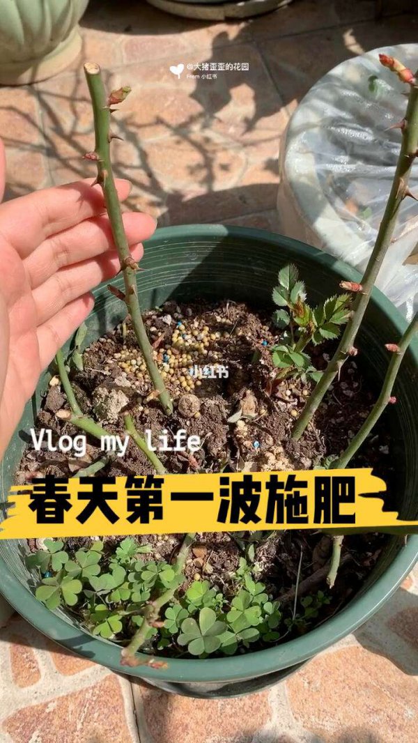 如何用牛粪养护月季开花多