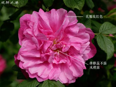 如何区分月季花和玫瑰花 月季花和玫瑰花的区别如何辨认？