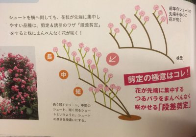 教你几招解决月季花盲枝 解决月季花盲枝问题的几招教程