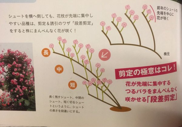 教你几招解决月季花盲枝