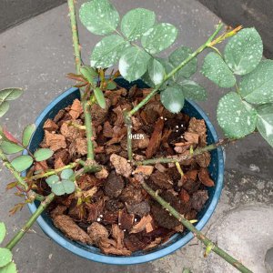 冬季月季底部冒出新芽是摘掉还是保留