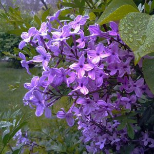 丁香花什么时候开花 丁香花什么时候盛放、丁香花何时开放