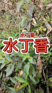 丁香泡水一次放几粒 丁香泡水每次需要放多少粒？