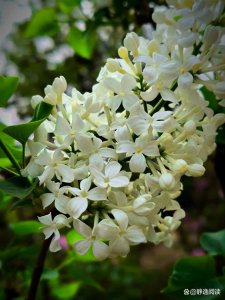 丁香花是什么颜色的 丁香花的颜色是什么？