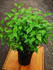 丁香花在北方能种吗 北方地区适合种植丁香花吗？