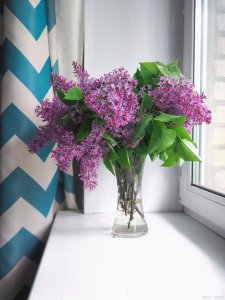 丁香花适合在室内养吗 丁香花适合室内种植吗？