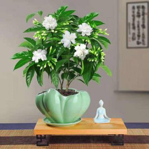家里能种丁香吗 室内可以种植丁香吗？